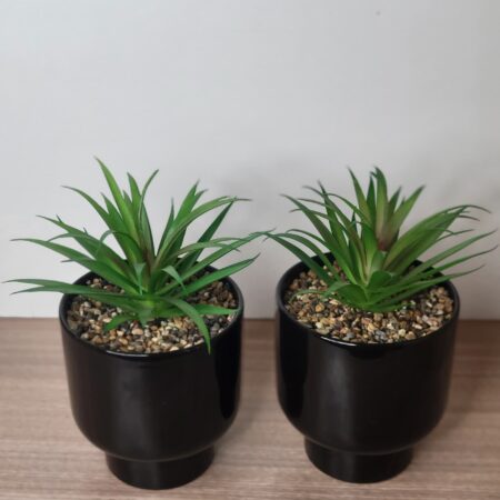 Desert Majesty Potted Agave - Image 2